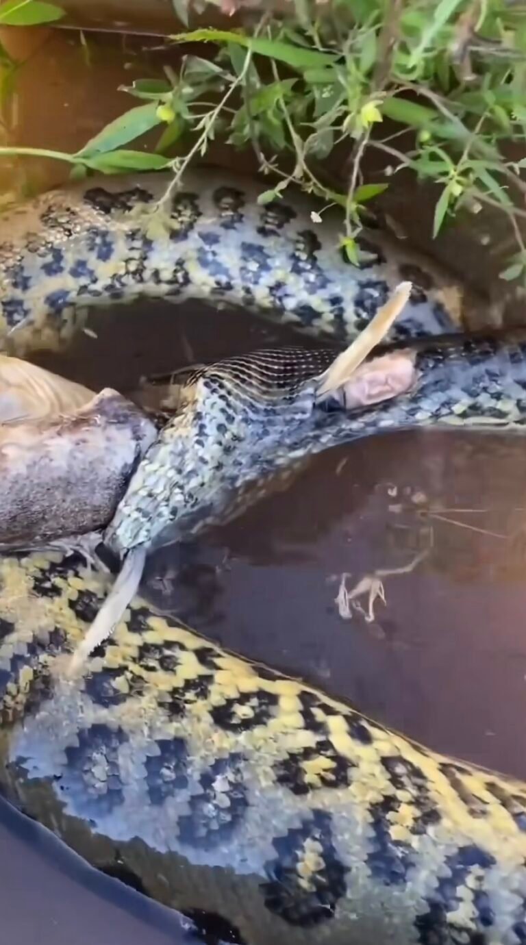 V Deo Sucuri Morre Entalada Ao Tentar Comer Peixe Armau Pantanal Oficial