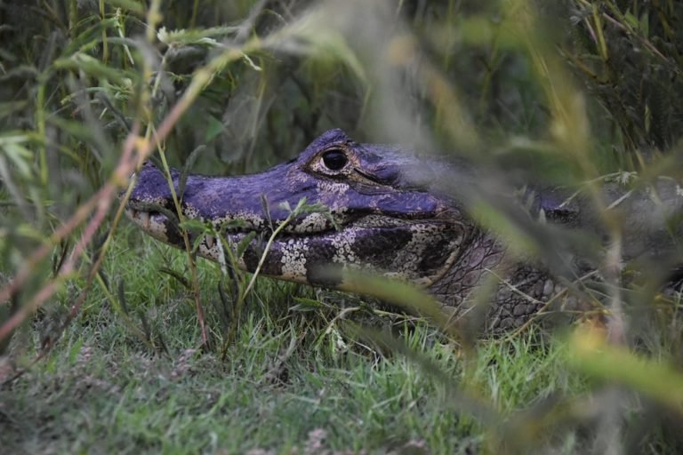 Turismo No Pantanal: Guia Completo - Pantanal Oficial