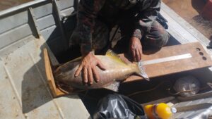 Só é permitida a pesca de subsistência praticada pelos moradores ribeirinhos Foto: Divulgação