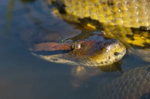 Sucuris são serpentes que apresentam hábito de vida semiaquático e que podem ser observadas em rios, brejos, pântanos e outros ambientes aquáticos da América do Sul