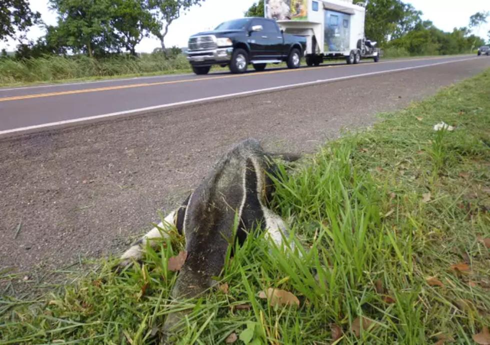 Tamanduá-bandeira (Myrmecophaga tridactyla) morto às magens de rodovia do MS. (Mario Alves/ICAS)