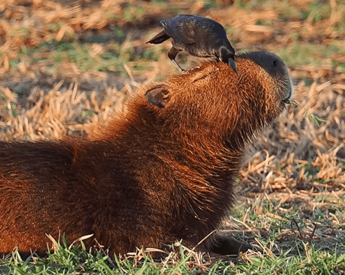 Influenciador consegue guarda provisória da Capivara Filó; entenda a disputa