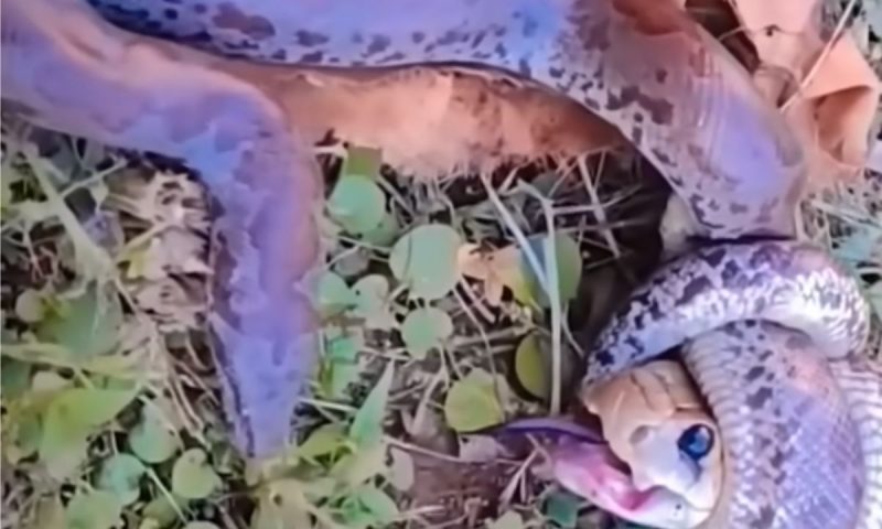Polícia apreende 17 cobras, jabuti, maconha e ovos de répteis em