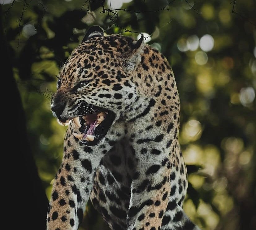 Serpente foge durante tratamento no Zoológico de Brasília