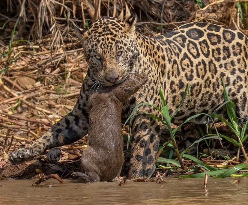 Vídeo: Tamanduá Mirim é resgatado em posto de combustíveis na