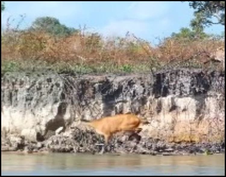 VÍDEO: homem é flagrado dando cerveja a cavalo no interior de MG, Centro-Oeste