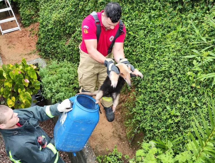 Sucuri verde é resgatada pelos bombeiros no quintal de casa em Goiás;  conheça a espécie, Goiás