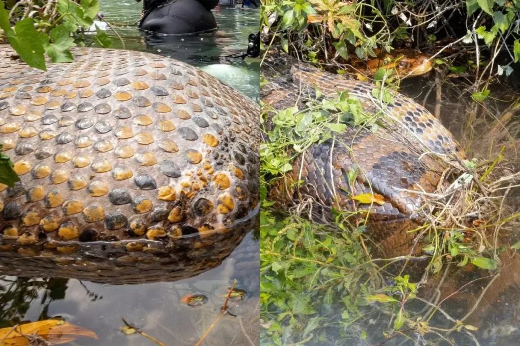 Polícia apreende 17 cobras, jabuti, maconha e ovos de répteis em