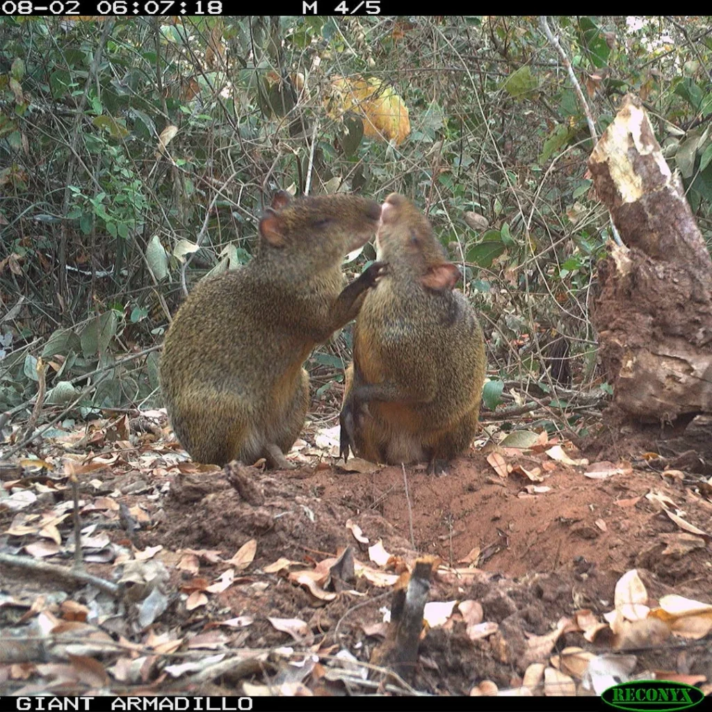 cutias, mato grosso do sul, pantanal sul, Cerrado