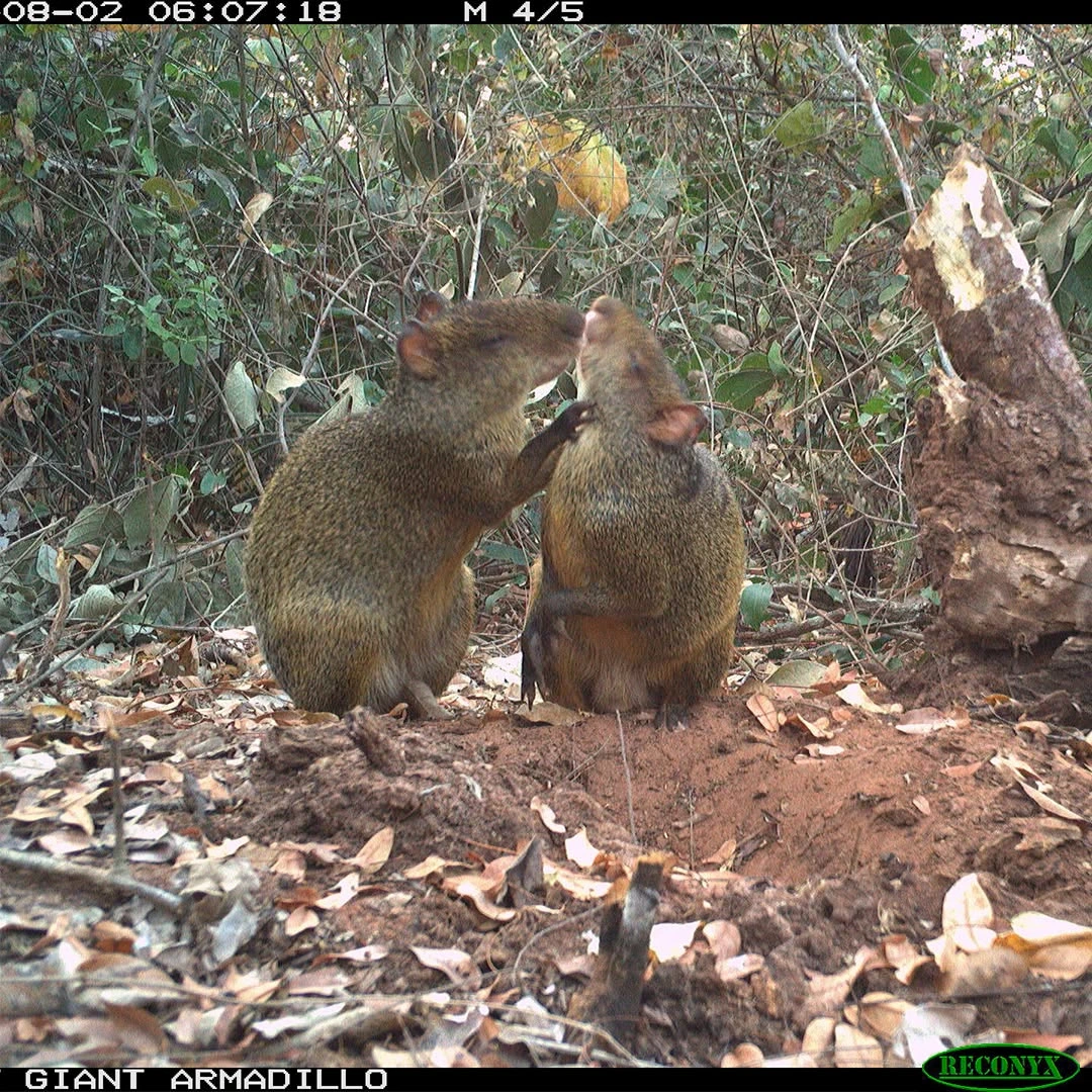 cutias, mato grosso do sul, pantanal sul, Cerrado
