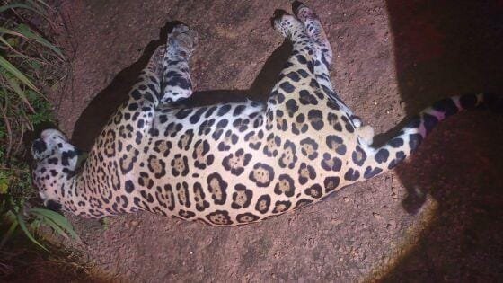 Marcelândia, mato grosso, pantanal norte, onça-pintada atropelada