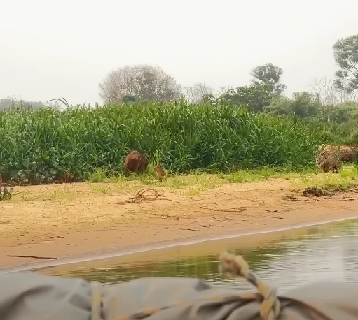 Onça caçando capivara, windersson nunes, pantanal