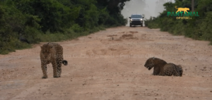 Pantanal