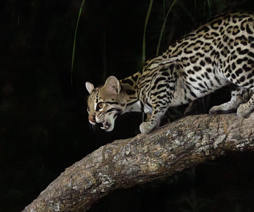 Avistamento raro de Jaguatirica à noite, Rio Sarare Pantanal, Brasil