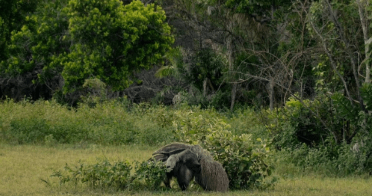 Tamanduá, arco-íris, pantanal sul, tamanduá com filhote, registro