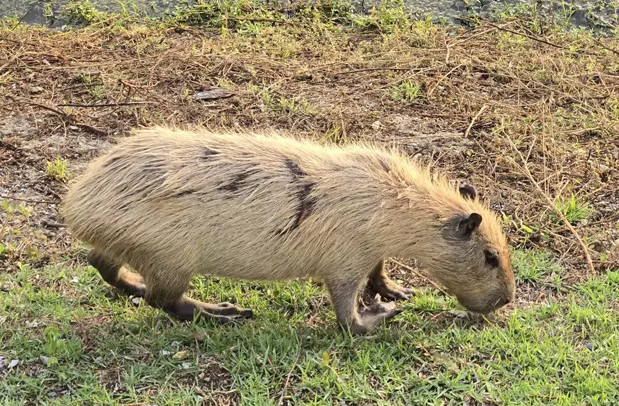 capivaras loiras