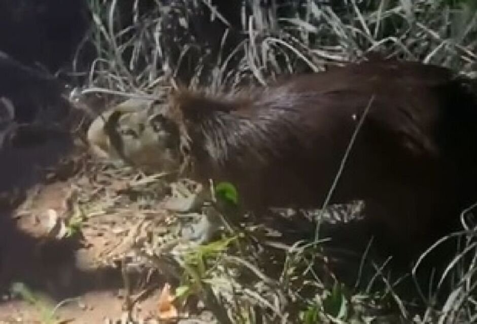 Capivara