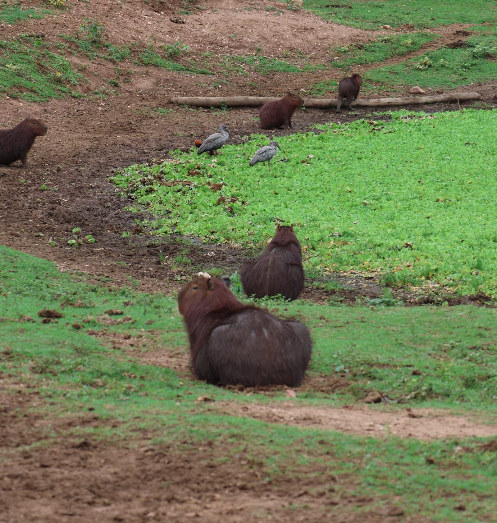 capivara, capivaras, maior roedor do mundo, fauna, pantanal