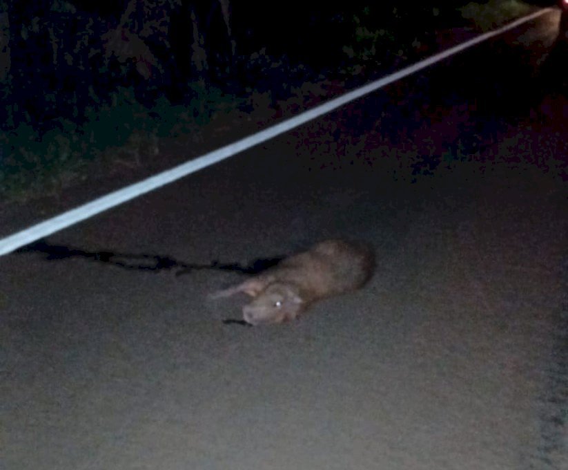 colisao, vicentina, mato grosso do sul, capivara