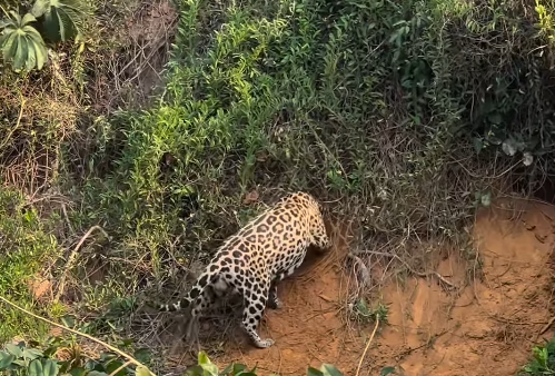 Momento em que a Onça-pintada entra na loca da Ariranha.