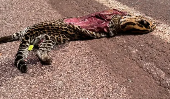 rodovia da morte, fauna, atropelamento, animais,pantanal, jaguatirica.