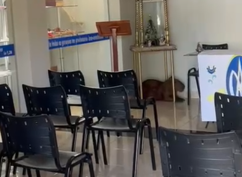 Capivara encontrada em igreja e devolvida a natureza.