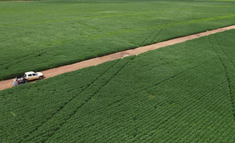 soja, produtores de soja,mato grosso, indea