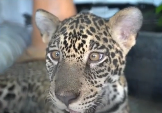 onça-pintada,filhote-pantanal, norte, ibama