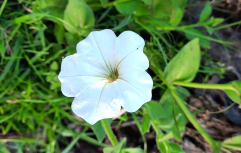 ecosistema, pampa, flora, impactos ambientas.