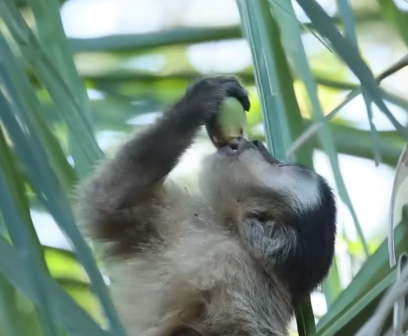 macaco-prego,agua de coco, pantanal, mato grosso do sul