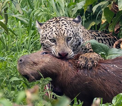 sobrevivencia, reino animal, onça-pintada, pantanal