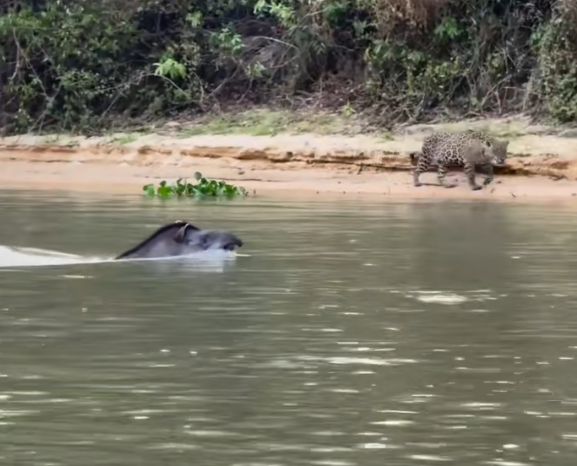 anta, pantanal, fauna, onça-pintada