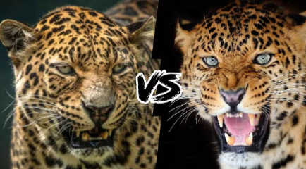 onça, leopardo,duelo