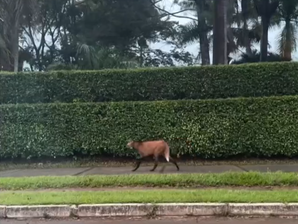 lobo guará, fauna, brasília, cerrado