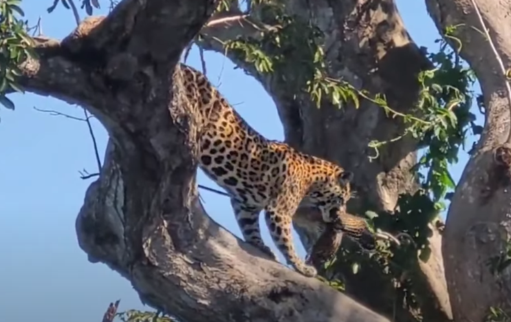 onça-pintada, pantanal sul, mato grosso do sul, passáro