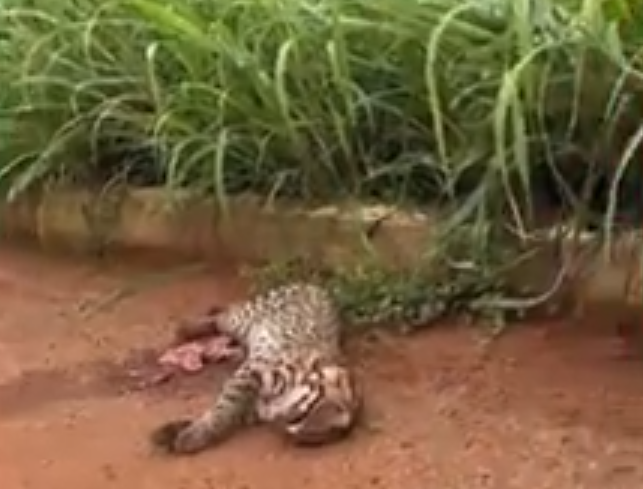 jaguatirica, porto cercado, atropelamento, mato grosso