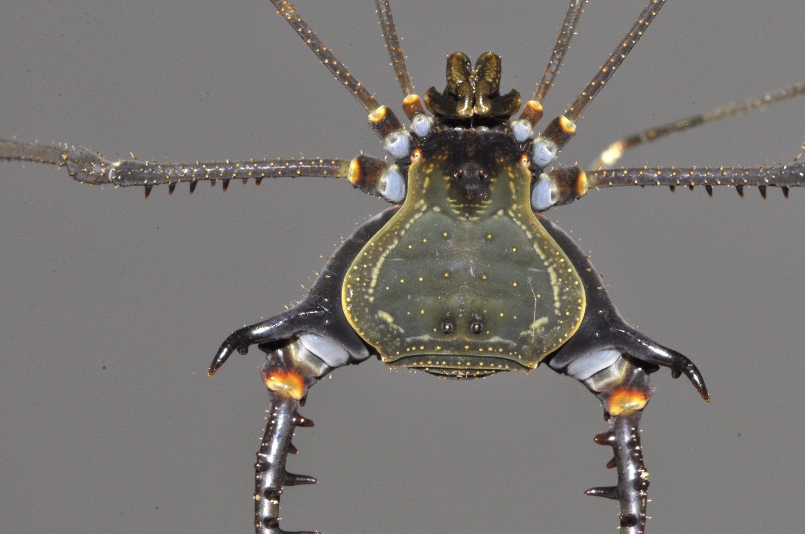 fauna, nova espécia, descoberta, opiliao, aranhas.