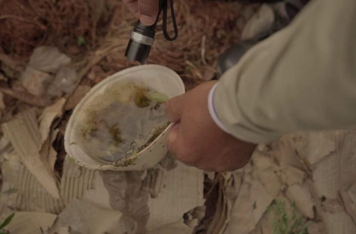 Pantanal, dengue, casos de engue