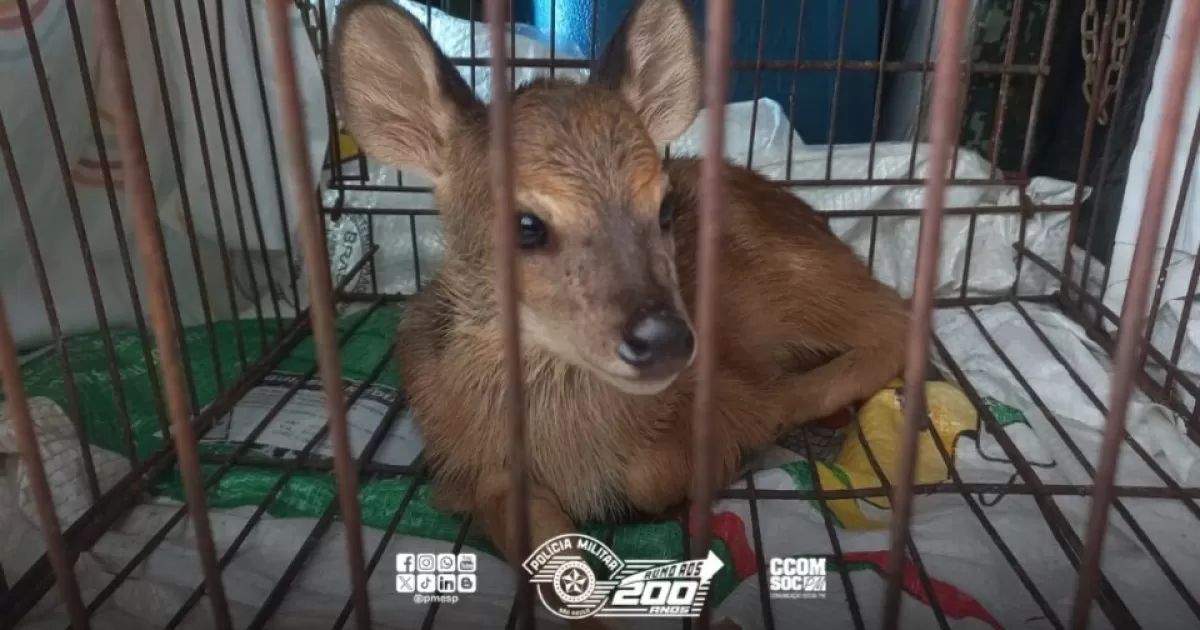 animais silvestres, fauna, policia militar ambiental