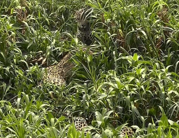 Onças-pintadas, pantanal, fauna, mato grosso