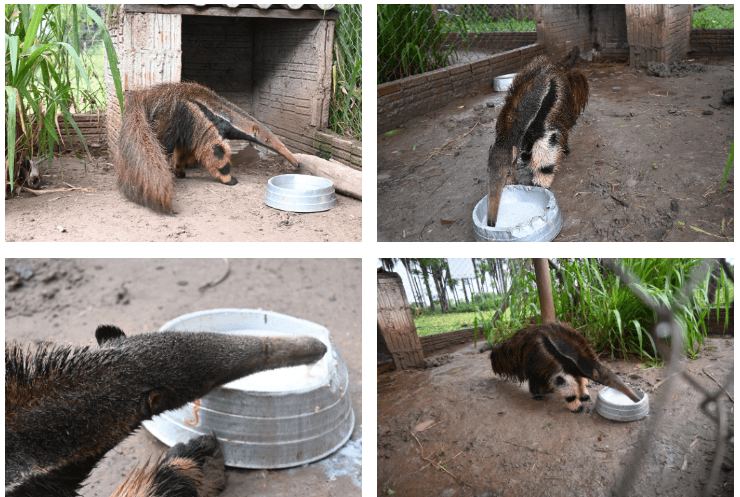 tamanduá-bandeira, imasul, mato grosso do sul, fauna
