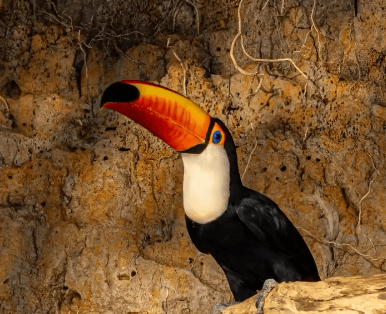 Tucano-toco é flagrado bebendo água em rio do Pantanal