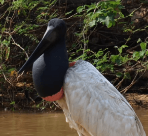 Tuiuiú, Pantanal, jabiru