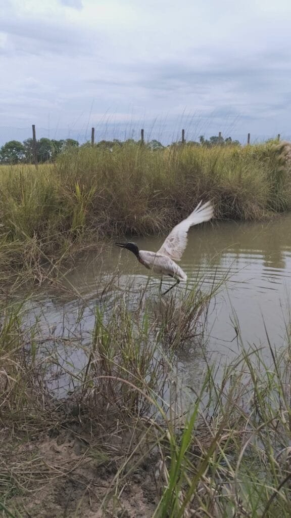 mato grosso do sul, IMASUL, Tuiuiu
