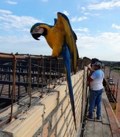 arara laura, mato grosso, arará-canindé