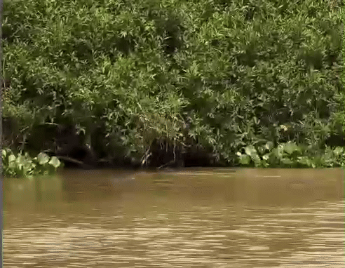 aririnhas, pantanal oficial,