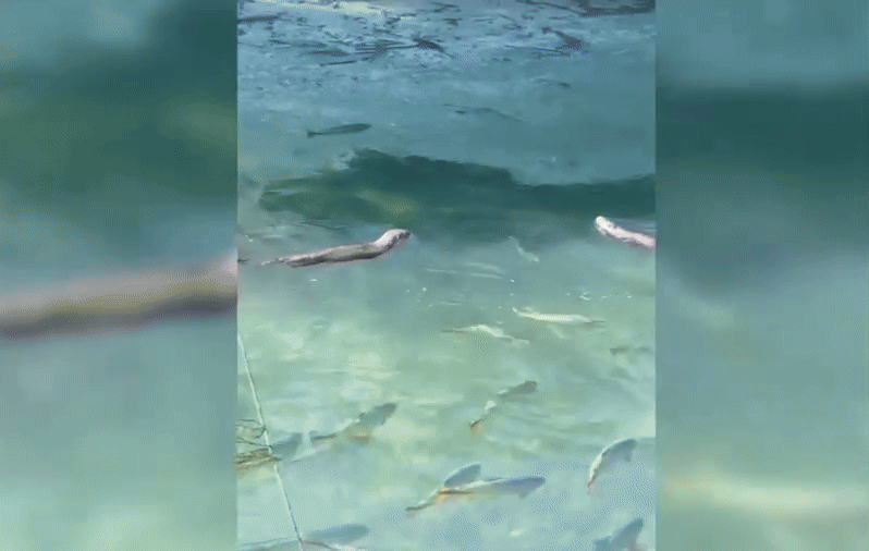 rio formoso, bonito, lontras, mato grosso do sul