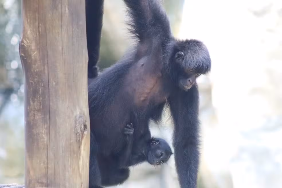 Bioparque do Rio, macaco-aranha-da-cara-preta, fauna
