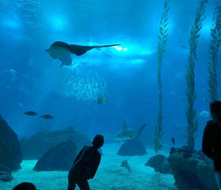 oceanario, aquário de libos