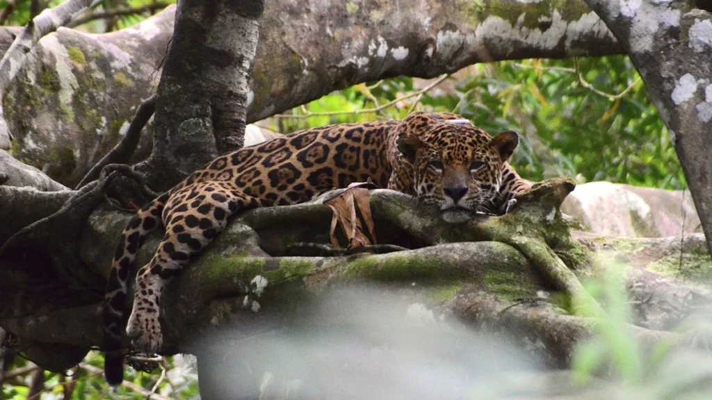 onça-pintada, amazônia, fauna, flora